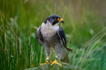 peregrine falcon perched on a rock falconry