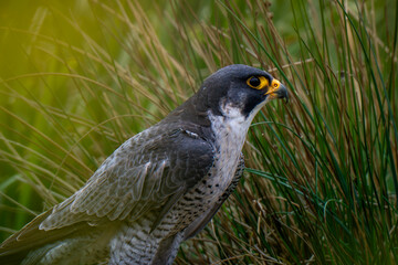 peregrine falcon perched on a rock falconry