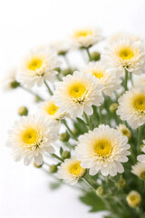 daisies on white background