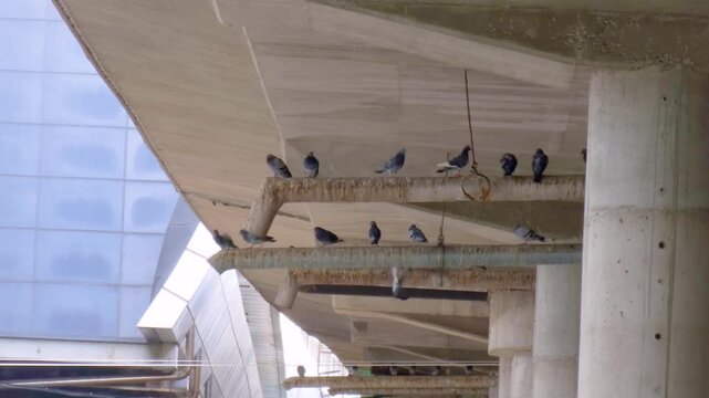 Urban pigeons foraging on walkway