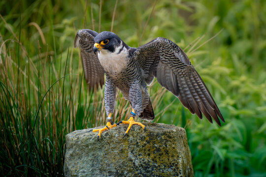 peregrine falcon perched on a rock falconry