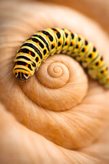 A carrerpiller on, snail on a white background macro