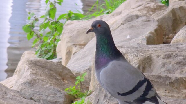 Urban pigeons foraging on walkway