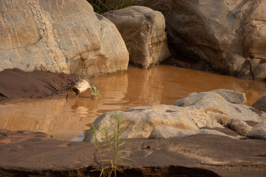 Crocodile holding fish in mouth in small pond, Kenya, Africa