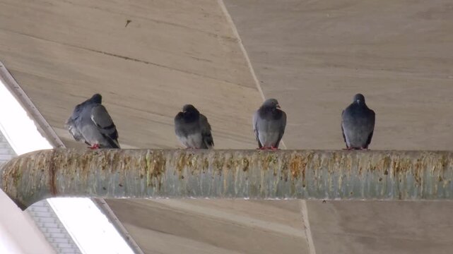 Urban pigeons foraging on walkway
