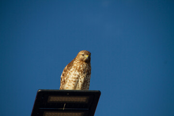 Red Shouldered Hawk on a street lamp