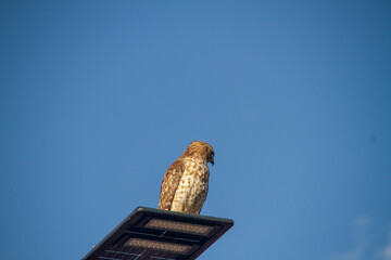 Red Shouldered Hawk on a street lamp