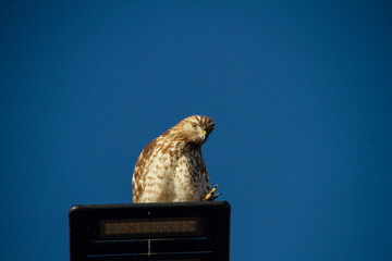 Red Shouldered Hawk on a street lamp