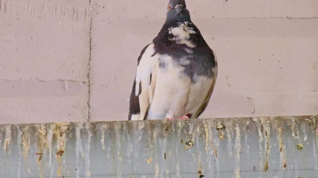 Urban pigeons foraging on walkway