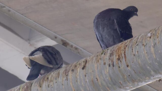 Urban pigeons foraging on walkway