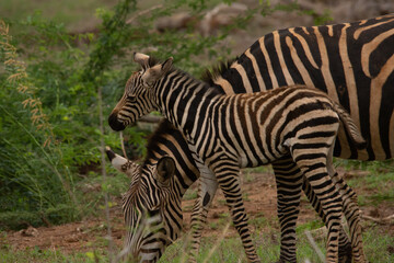 Obraz premium Mother zebra feeding with baby zebra beside her, Kenya, Africa