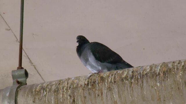 Urban pigeons foraging on walkway