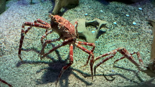 Japanese giant spider crab 