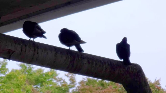 Urban pigeons foraging on walkway