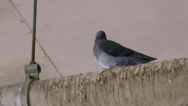 Urban pigeons foraging on walkway