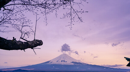 Fuji mountain nature landscape background in the spring season at Chureito pagoda, Japan.