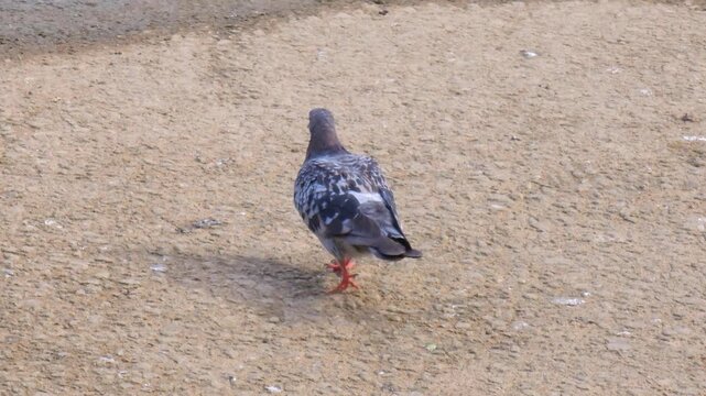 Urban pigeons foraging on walkway