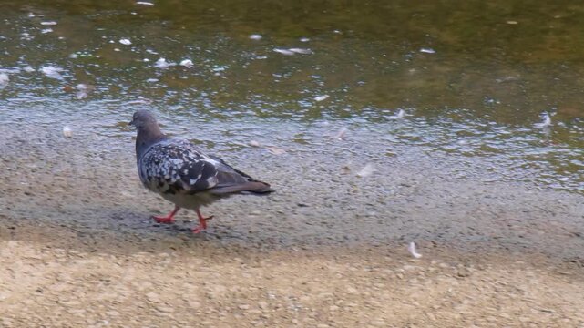 Urban pigeons foraging on walkway