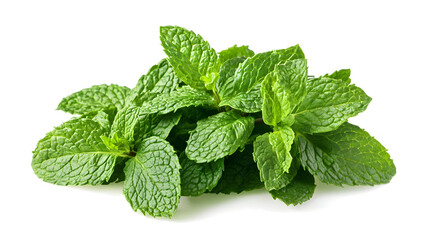 Fresh Green Mint Leaves Bunch Isolated on White Background, Aromatic Herb