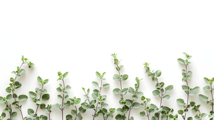 green leaves on white background