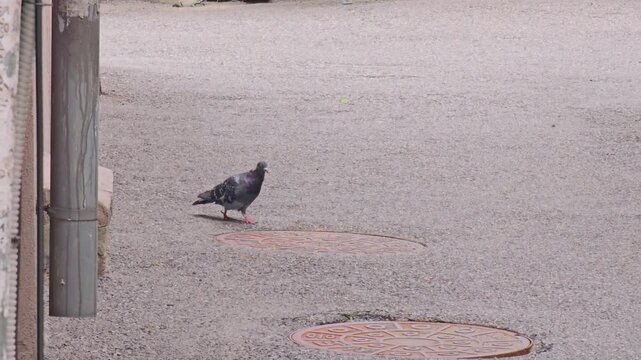 Urban pigeons foraging on walkway