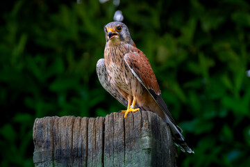bird of prey on a fence kestrel