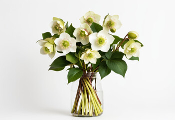 Hellebore bouquet on white background, winter hellebores, classic arrangement, natural style