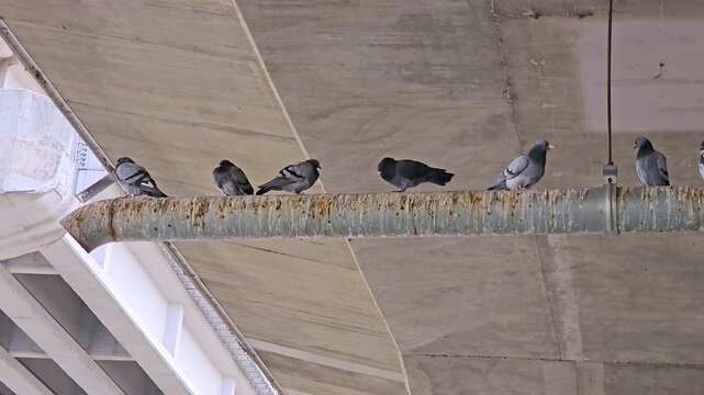 Urban pigeons foraging on walkway