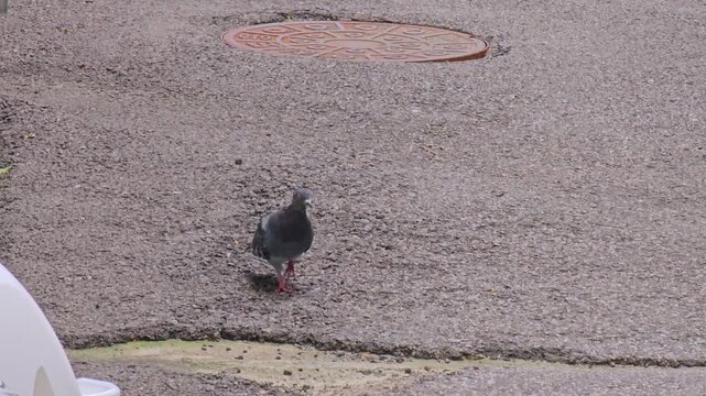 Urban pigeons foraging on walkway