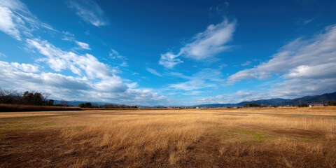 Obraz premium Wide shot low angle dry field under blue sky, calm winter landscape scene