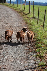 Three dogs are walking down a dirt road next to a fence