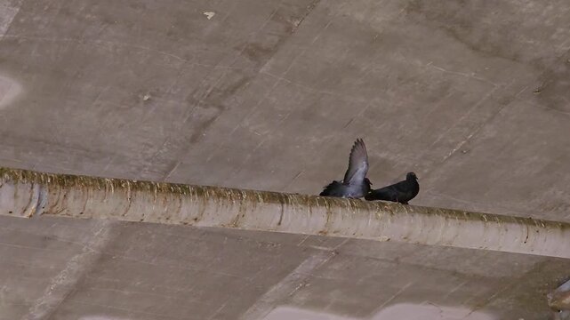 Urban pigeons foraging on walkway