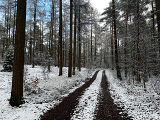 Snowy forest track winding through tall larch and pine trees under partly cloudy blue sky in crisp winter woodland scene.