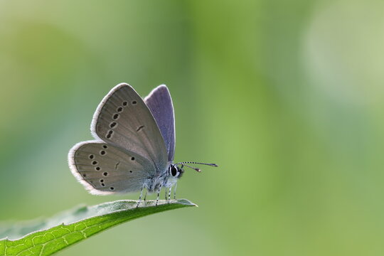 The small blue (Cupido minimus) butterfly