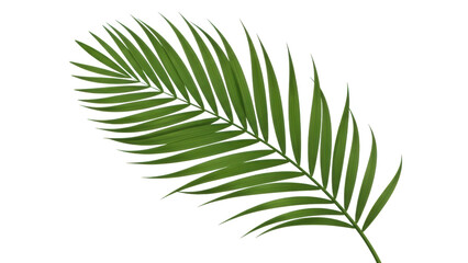 Single Green Palm Frond Against Black Background leaf tropical