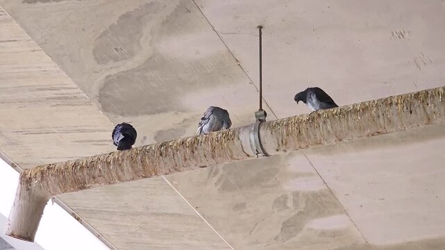 Urban pigeons foraging on walkway