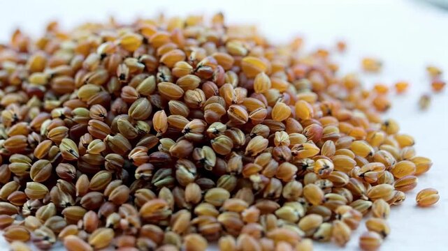 Tartary Buckwheat Grain Close-up Footage Full Grain Pellets