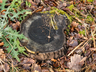 Mossy weathered tree stump with thistle plant, pine needles and autumn leaves on forest floor in natural woodland macro view.