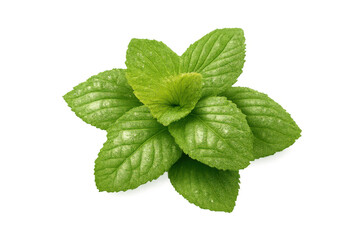 Fresh green mint leaves present a vibrant organic herb, ideal for culinary uses, flavoring, and crafting refreshing beverages