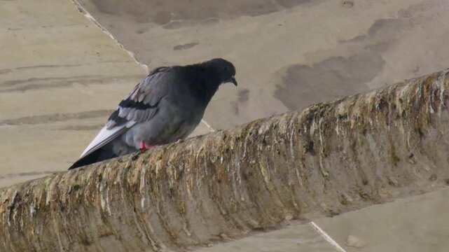 Urban pigeons foraging on walkway