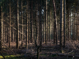 Dense pine forest interior with tall straight trunks, golden sunlight shafts piercing through canopy onto mossy brown forest floor.