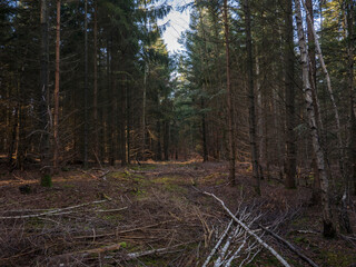 Dense pine forest interior with tall straight trunks, golden sunlight shafts piercing through canopy onto mossy brown forest floor.