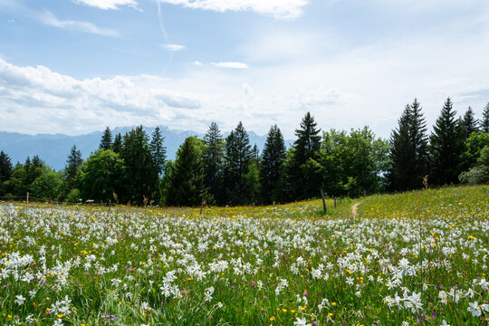 Champ de narcisses en fleur