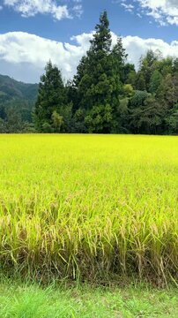 里山の田園風景