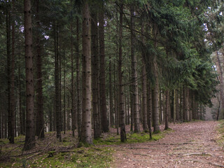 Obraz premium Dense pine forest interior with tall straight trunks, golden sunlight shafts piercing through canopy onto mossy brown forest floor.