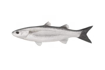 Mullet fish isolated on transparent background, fresh seafood for healthy diet and marine life cuisine concept