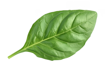 Fresh green spinach leaf with vibrant texture and veins isolated on transparent background