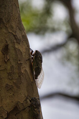 A closeup a black cicada sitting on the branch.  Nagasaki Japan
