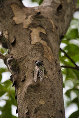 A closeup a black cicada sitting on the branch.  Nagasaki Japan

