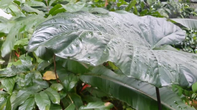 Black taro leaves with raindrops swaying strongly in the wind during the afternoon